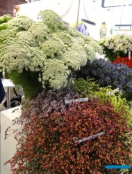 Kwiaty z Kolumbii_IFTF2022_fot-A-Cecot