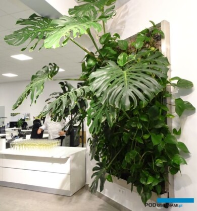 Zielona ściana w show-roomie przedsiębiorstwa Adviser - dobry dodatek do pozytywnego wizerunku, jaki ta firma wykreowała w ciagu ponad 30 lat działalności (fot. A. Cecot)