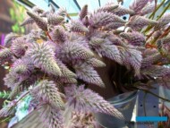 Ptilotus-Matilda_Benary_IFTF-2022_fot-A-Cecot_