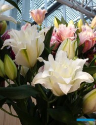 Lilia Roselily Nadia- na stoisku firmy Zabo Plant_IFTF-2022_fot-A-Cecot