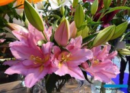 Lilia Vendome (OR) - odmiana bezpyłkowa- na stoisku firmy Zabo Plant_IFTF-2022_fot-A-Cecot