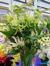 Glorioza_Caprice Rose_fot. A-Cecot_IFTF-2022