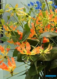 Glorioza Zen_fot. A-Cecot_IFTF-2022