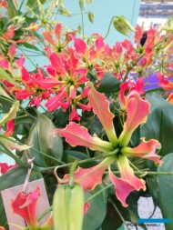 Glorioza Ko_fot. A-Cecot_IFTF-2022