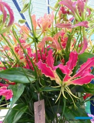 Glorioza Southern Wind_fot. A-Cecot_IFTF-2022