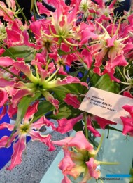 Glorioza Happy Smile_fot. A-Cecot_IFTF-2022