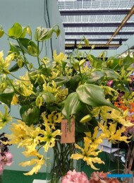 Glorioza SunShine_fot-A. Cecot