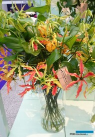 GloriozaPrecious Moon_fot-A. Cecot