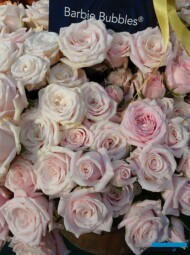 Roze BarbieBubbles_De Ruiter Innovations_IFTF-2022_fot-A-Cecot