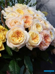 Róże 'London Times' ze stoiska przedsiębiorstwa De Ruiter Innovations_IFTF-2022_fot-A-Cecot