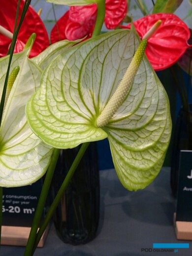 Anturium Extase_Anthura_IFTF-2022_fot-A-Cecot