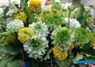 Jaskry z Włoch (firma Elmflora)_IFTF2022_fot. A. Cecot