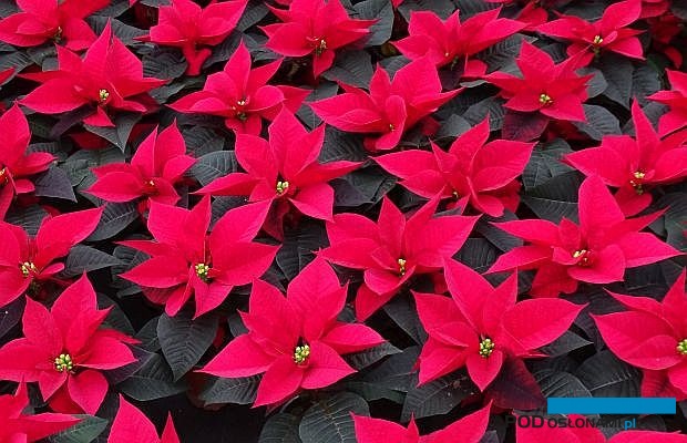 Wśród odmian poinsecji, które przejdą teraz do oferty firmy Florensis, jest m.in. 'Mirage' (fot. A. Cecot)