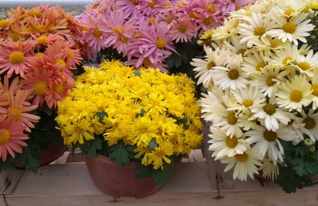 Chryzantemy z Politechniki to przede wszystkim odmiany do uprawy w doniczkach (fot. N. Miler, A. Woźny)