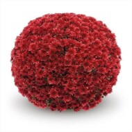 chryzantema_Umbra Red_Gediflora