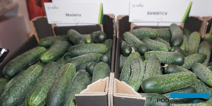 Hity w asortymencie ogórków brodawkowych marki Seminis - Madeira oraz odmiana SV4097CV