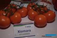 Xiomara - pomidor całogronowy z firmy Axia