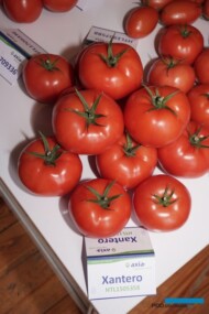 Pomidor Xantero - odmiana z oferty firmy Axia