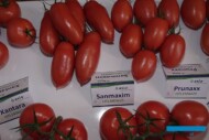 Pomidor typu San Marzano - Sanmaxim oraz śliwkokształtne owoce odmiany Prunaxx