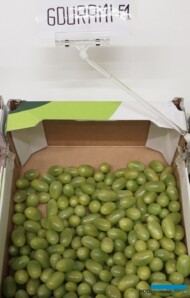 Gourami RZ - pomidor koktajlowy o słodkich, zielonych owocach