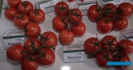 Pomidory gronowe z firmy Axia - Xaverius, Xantara