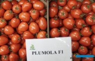 Śliwkokształtne owoce pomidora Plumola RZ