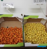 Pomidory koktajlowe: pomarańczowe owoce odmiany Cypry RZ i żółte odmiany Blenny RZ