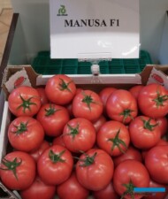 Pomidor malinowy Manusa RZ