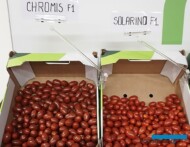Pomidory koktajlowe Chromis o owocach barwy brązowoczerwonej oraz czerwone owoce odmiany Solarino