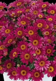Argyranthemum frutescens LOLLIES™ Berry Gummy, fot. Danziger