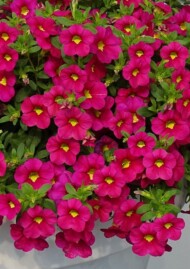 Calibrachoa hybrida Colibri Fuchsia, fot. A. Cecot