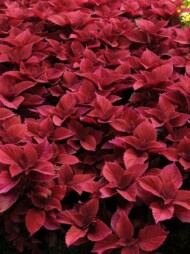 Coleus blumei Sunfighter Redhead, fot. Florensis