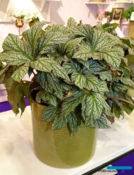 Begonia Hovaria Silver Maples, fot. A. Cecot