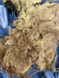 Zgnilizna korzeni pomidora