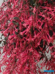 Fuchsia Eruption, fot. A. Cecot
