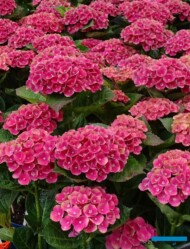 Hydrangea macrophylla Magical Red Amethyst, fot. A. Cecot