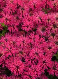 Monarda didyma Leading Lady Razzberry, fot. Walters Gardens/Danziger