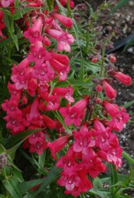 Penstemon Harlequin™ Red, fot. Terra Nova/Danziger