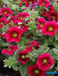 Petchoa SuperCal Crimson Red, fot. A. Cecot