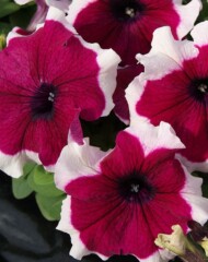 Petunia Pacta Parade Burgundy Picotee, fot. Florensis