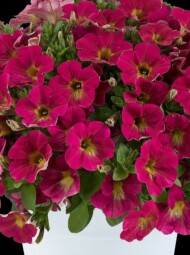 Petunia hybrida CAPELLA™ Sangria, fot. Danziger