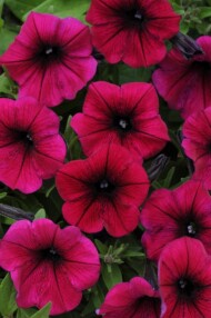 Petunia hybrida Shock Wave Deep Purple, fot. Florensis