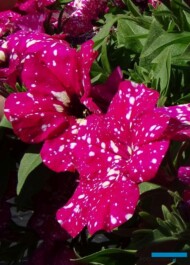 Petunia hybrida Surprise Sparkling Cardinal, fot. A. Cecot