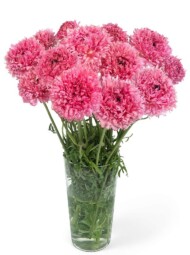 Ranunculus Romance Poodle Ramlia_Nagrody Szklanego Tulipana (Glazen Tulp Award 2022/2023_fot. Royal FloraHolland