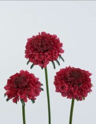 Scabiosa DARK CHERRY SCOOP®, fot. Danziger