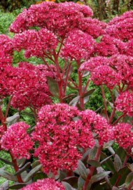 Sedum telephium Thunderhead, fot. TerraNova/Danziger