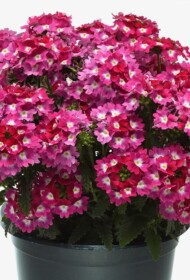 Verbena peruviana Cadet Pink Eye, fot. Florensis