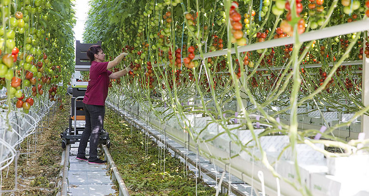 Wysoka odporność pomidorów na ToBRFV pozwala prowadzić uprawę bez ryzyka utraty znacznej części plonu (fot. Rijk Zwaan)