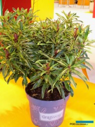 Rhododendron Grazeasy_IPM-Essen-2023_fot. A. Cecot