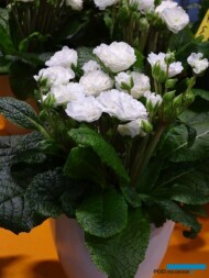 Primula-POLYANNA-‘FrostyWhite’_zloty medal w konkursie nowosci-w-kategorii-RoslinyKwitnaceWiosna_IPM Essen2023_fot. A. Cecot